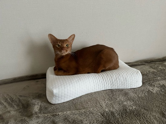 FullSizeRender