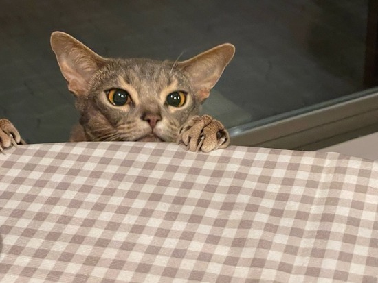 ボリュームたっぷりの感謝祭の残り物を焼くレシピ