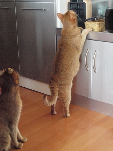 joli!joli!のおうちごはんとおかしとねこ♪