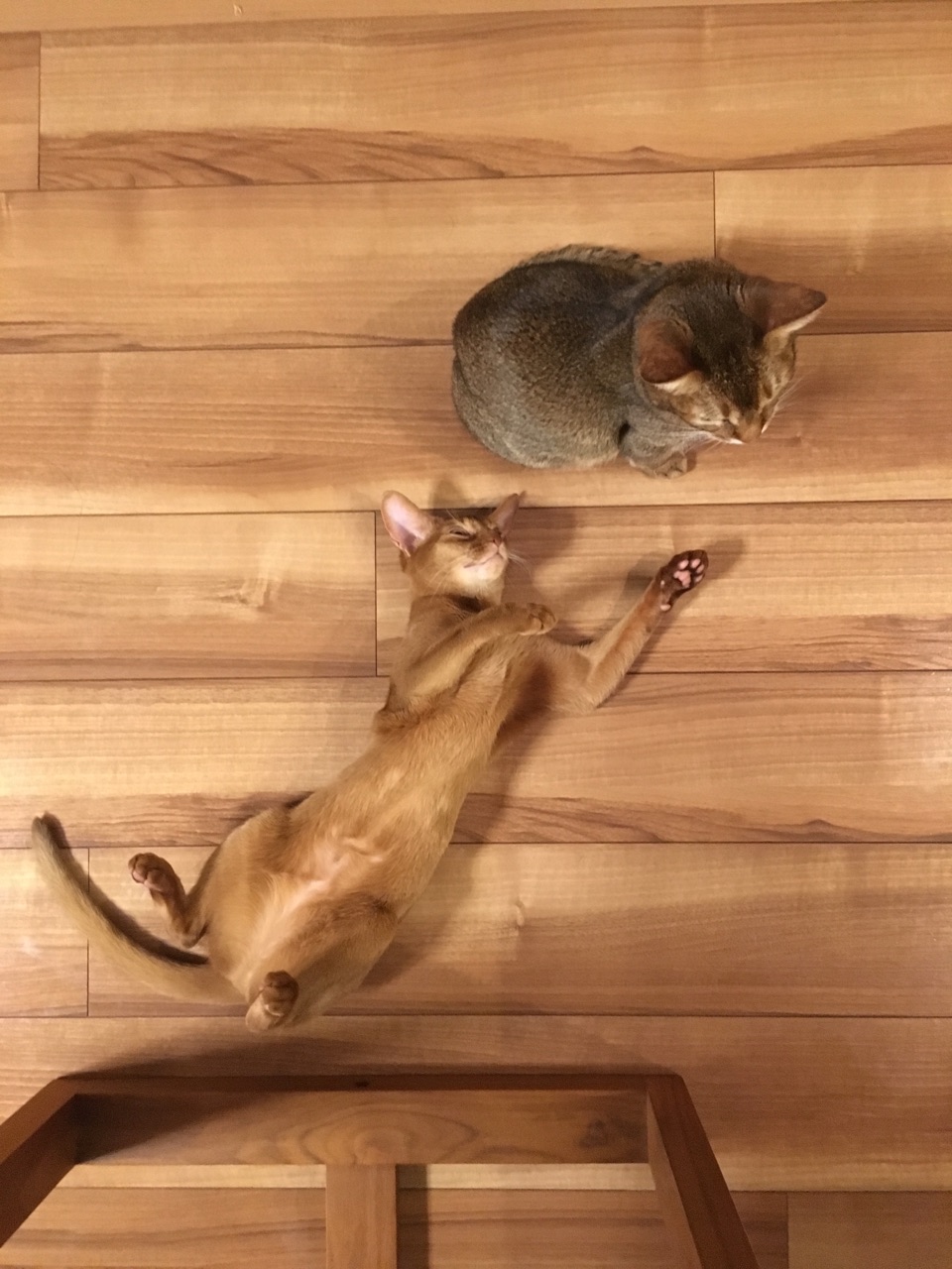 ひめちゃんも へそ天族 おうちごはんとおかしとねこ Powered By ライブドアブログ ひめちゃんも へそ天族 おうちごはんとおかしとねこ Powered By ライブドアブログ