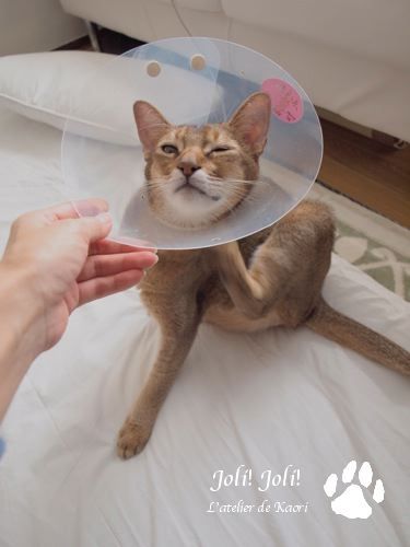 joli!joli!のおうちごはんとおかしとねこ♪