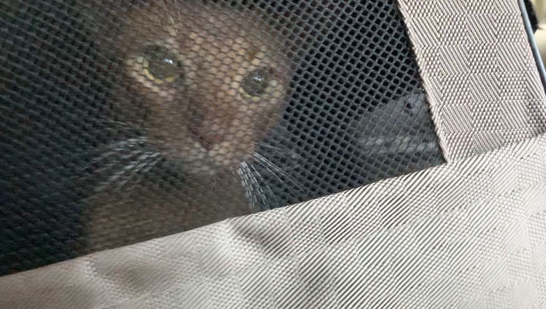 ひめちゃん、便鮮血で病院へ : おうちごはんとおかしとねこ Powered by 