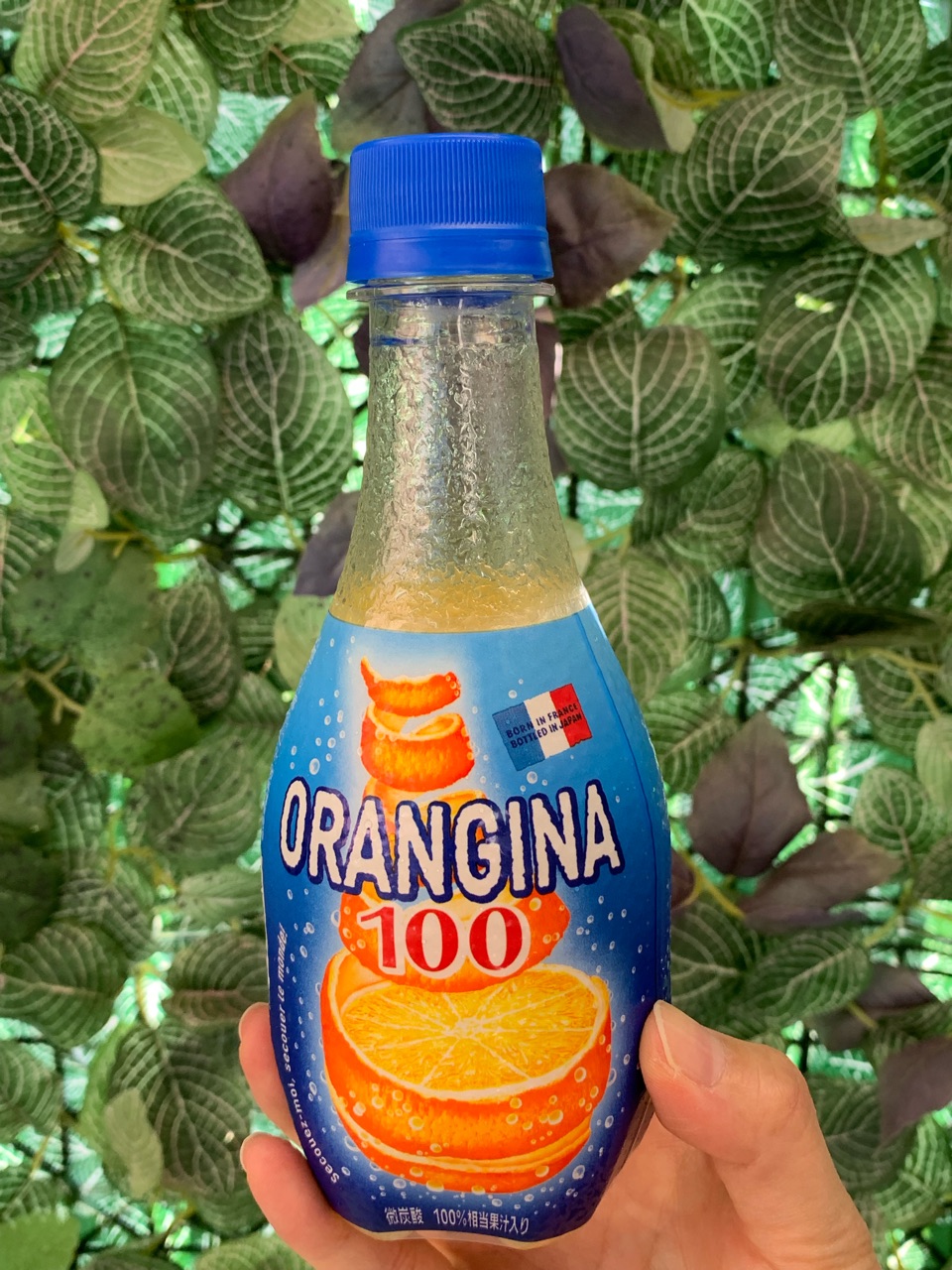 オランジーナ100とポテチでベランダパーティー おうちごはんとおかしとねこ Powered By ライブドアブログ オランジーナ100とポテチでベランダパーティー おうちごはんとおかしとねこ Powered By ライブドアブログ