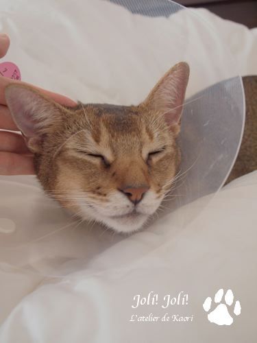 joli!joli!のおうちごはんとおかしとねこ♪