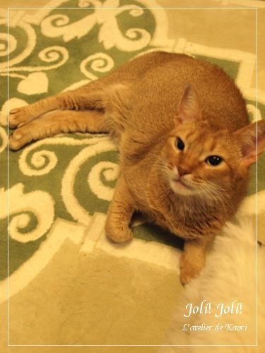 joli!joli!のおうちごはんとおかしとねこ♪