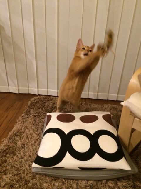 {3BA62F60-DEBF-48B2-84B2-DCE78589706B:01}