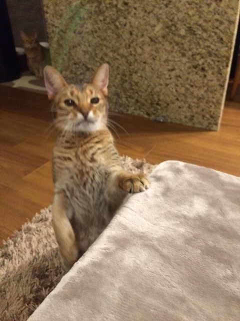 {B775CCA3-A014-422A-B4FB-817B05CF9D60:01}