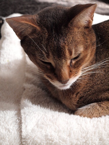 joli!joli!のおうちごはんとおかしとねこ♪