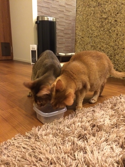 {92D35408-0CF4-4A15-9CC1-D779E3271231:01}