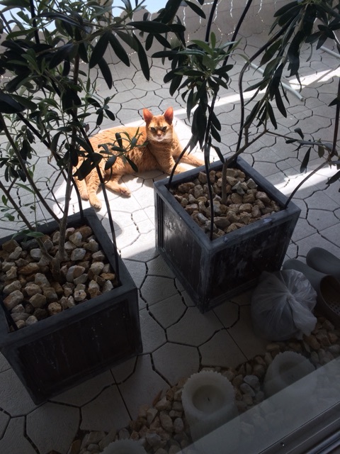 {29ACBD21-9380-4E40-B185-123C4FA68602:01}