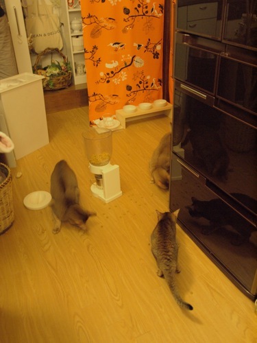 joli!joli!のおうちごはんとおかしとねこ♪