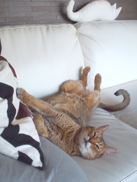 P8278688 のコピー