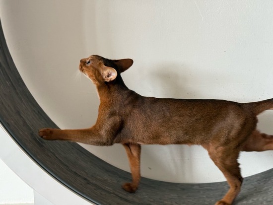 FullSizeRender
