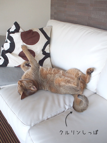 P8278682 のコピー