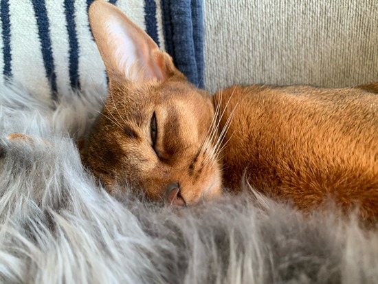 ソファーでお昼寝