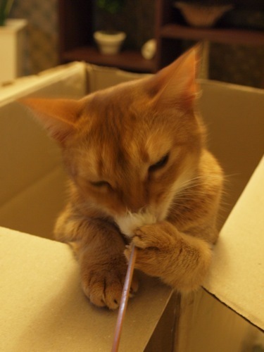 joli!joli!のおうちごはんとおかしとねこ♪