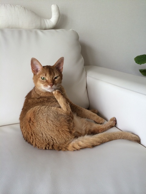 {A6DE0174-A684-4D8D-A5D7-E7B12F7C7800:01}