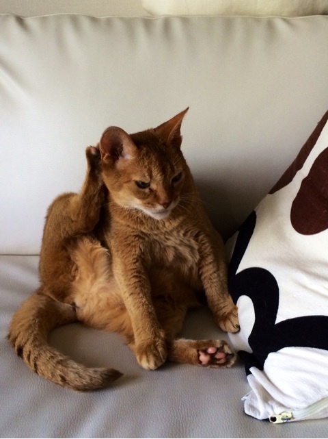 {93A48000-8204-4B11-8E22-FAECBDD9ED51:01}