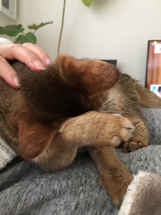 08BCEDCA-B93B-4AAA-BFD3-275DC8A7628C