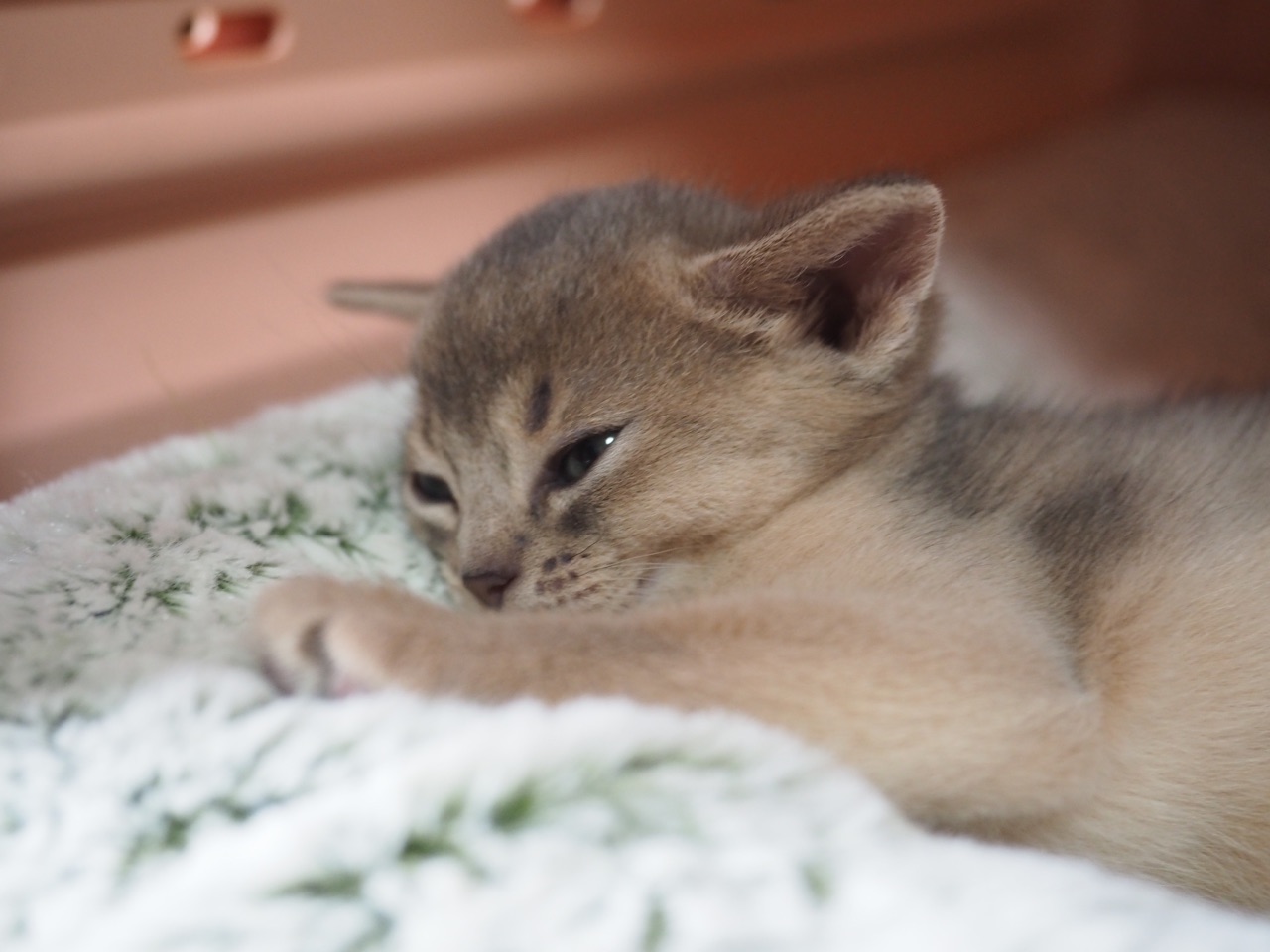 わか男 生後半年になりました おうちごはんとおかしとねこ Powered By ライブドアブログ