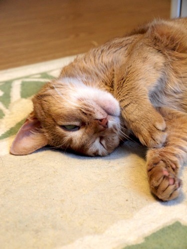joli!joli!のおうちごはんとおかしとねこ♪