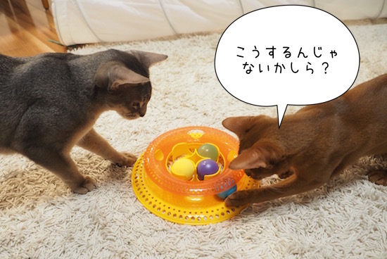 猫の日のプレゼントの、くるくる回るおもちゃ【追動画あり】 : おうち 
