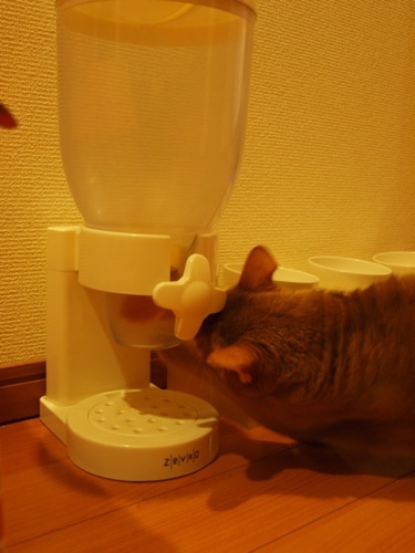joli!joli!のおうちごはんとおかしとねこ♪