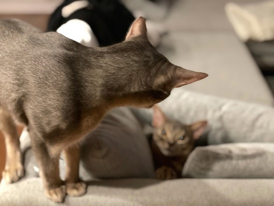 FullSizeRender