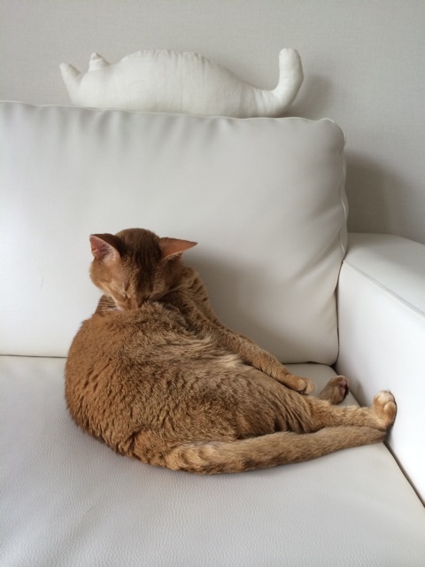 {1D45619F-FEC0-4484-9887-B2F155D1B466:01}