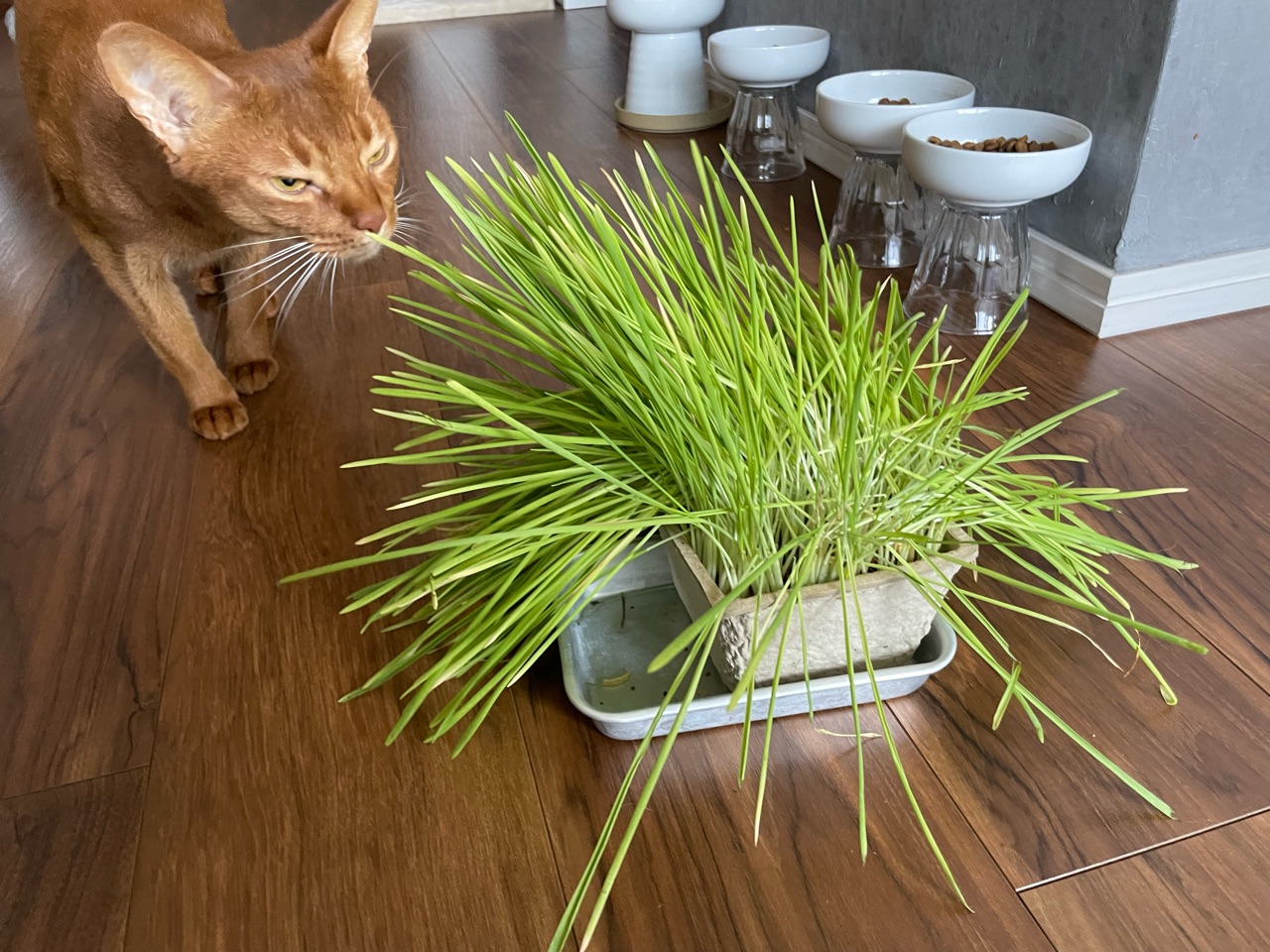わが家には 猫草は無用のようでした おうちごはんとおかしとねこ Powered By ライブドアブログ
