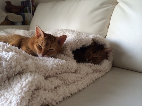 {6CB0BA0A-479E-48B8-B6E9-CA8A3CAB2128:01}