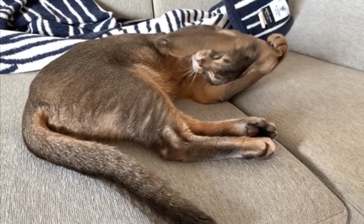 動画 両手でお顔をお手入れするとの様 かわいい W おうちごはんとおかしとねこ Powered By ライブドアブログ