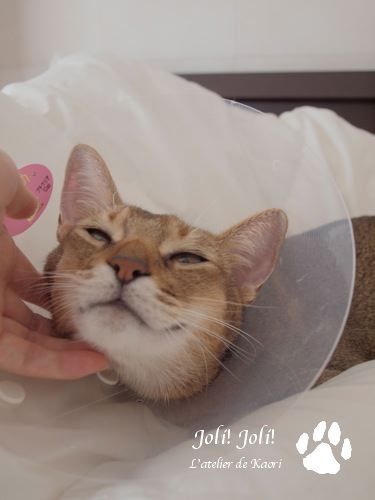 joli!joli!のおうちごはんとおかしとねこ♪