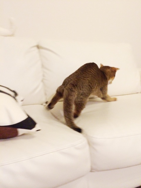 {08E3F2F9-E753-4EF8-9421-12EE9C42373E:01}