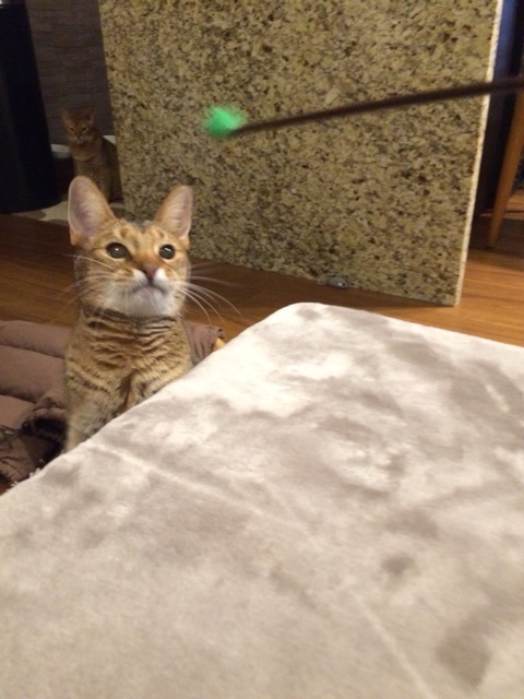 {E4904720-D4CC-4DE3-B08A-2C22A2FB9E8A:01}