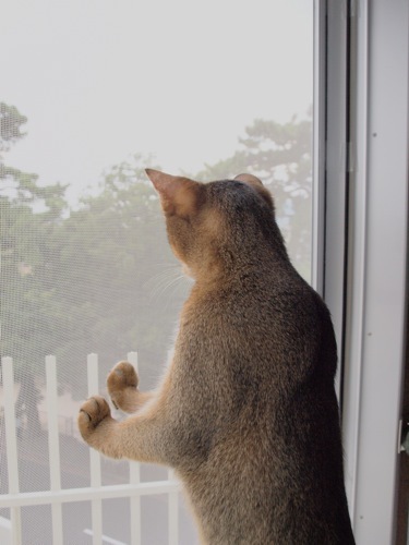 joli!joli!のおうちごはんとおかしとねこ♪