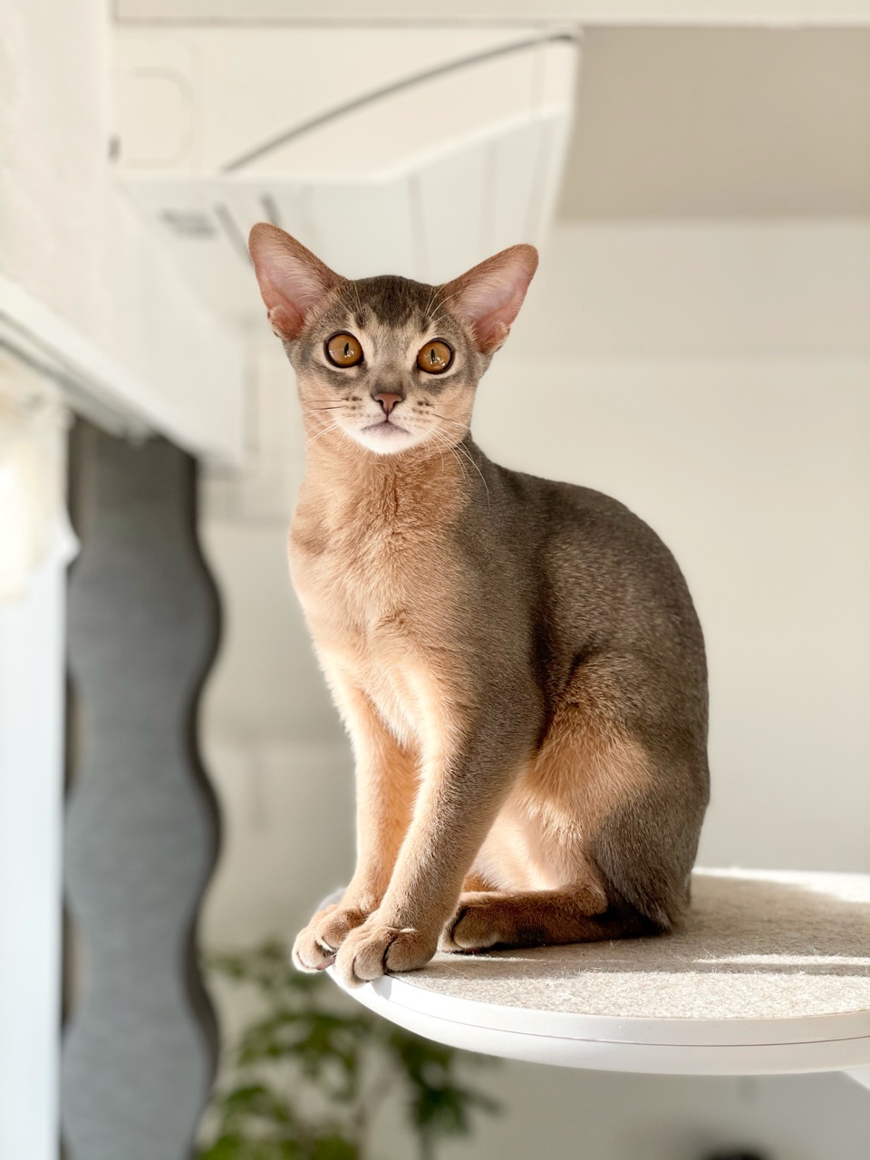 わか男 5ヵ月になりました おうちごはんとおかしとねこ Powered By ライブドアブログ わか男 5ヵ月になりました おうちごはんとおかしとねこ Powered By ライブドアブログ