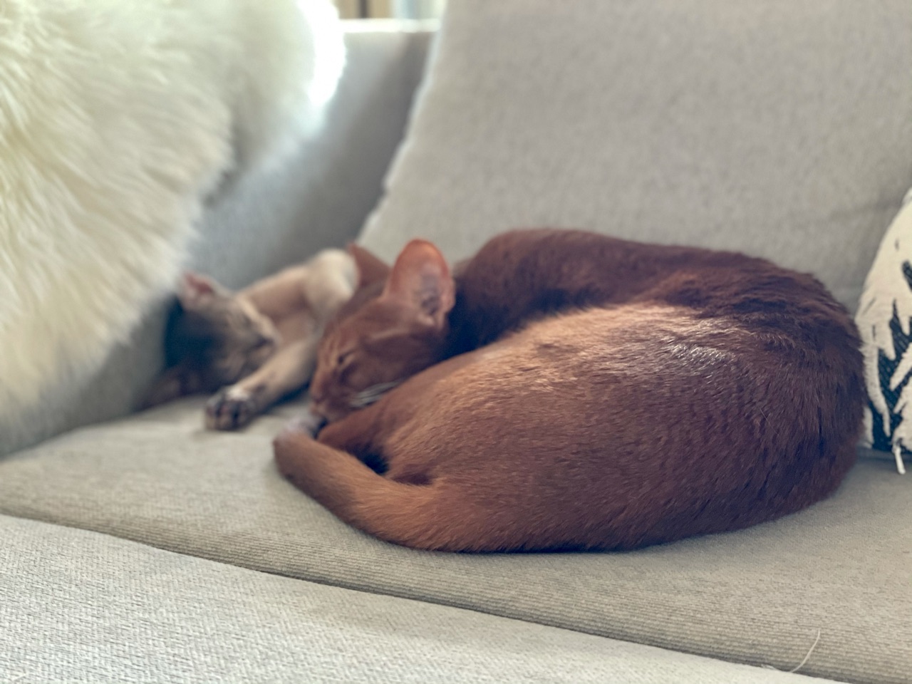 秘書さんと 新人秘書さんのお昼寝 W おうちごはんとおかしとねこ Powered By ライブドアブログ