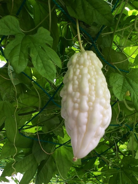 {CAD4DCC2-1EB6-4D82-87FA-DD6A6900DA08:01}