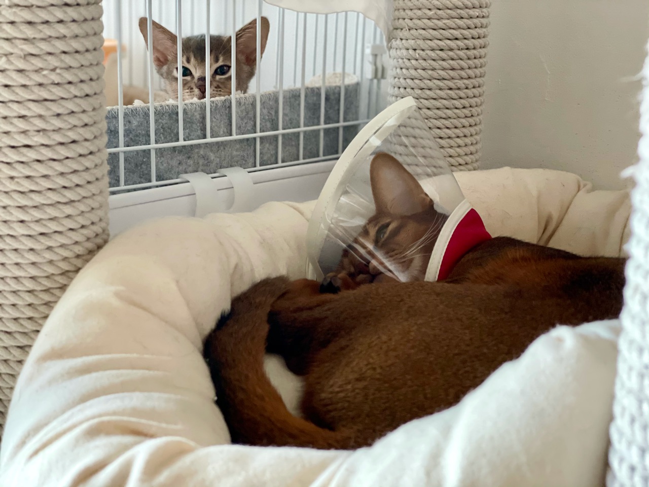 近くで寝てた W おうちごはんとおかしとねこ Powered By ライブドアブログ