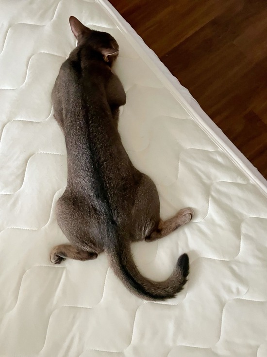 FullSizeRender