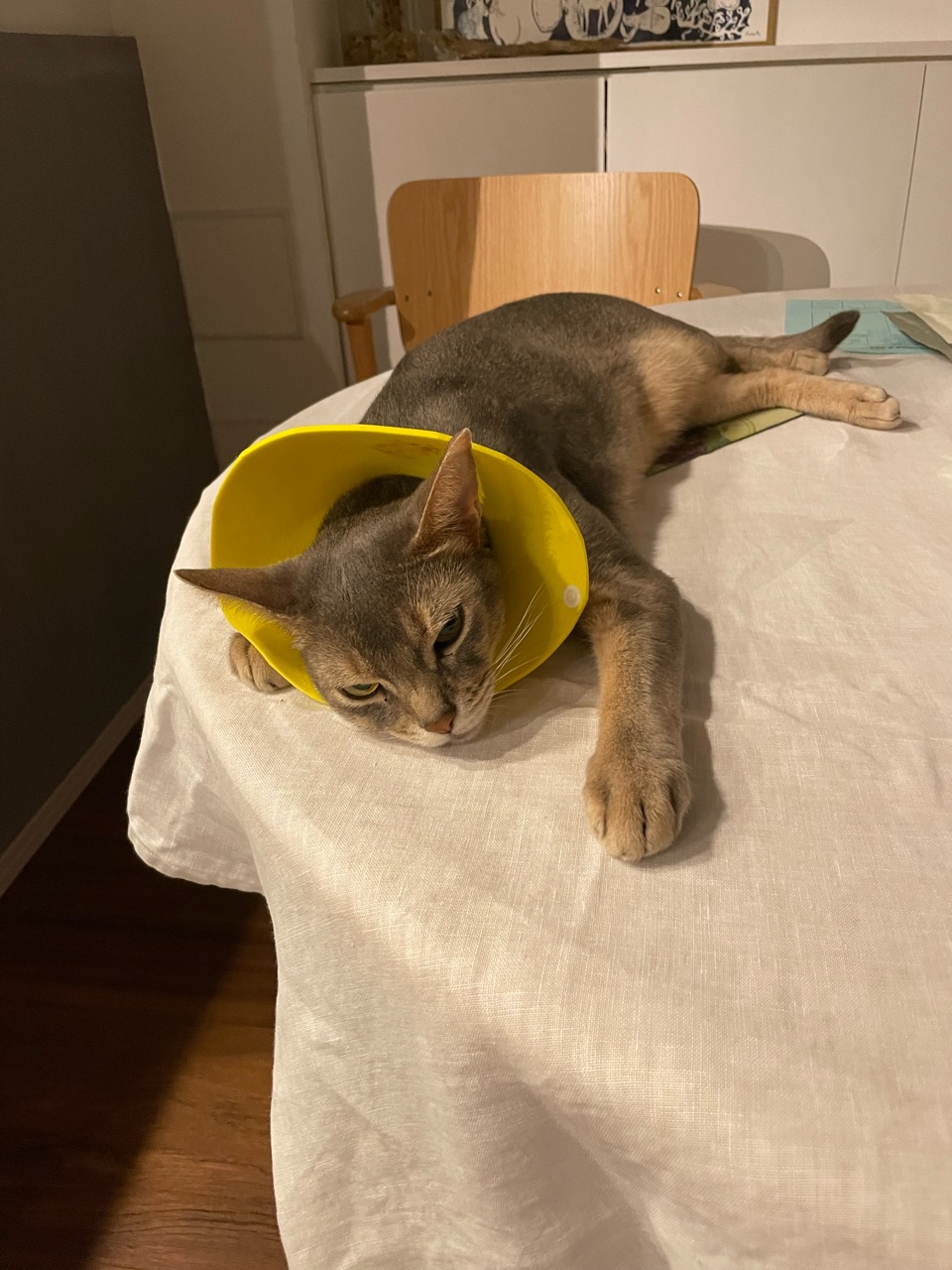 猫も伸びる暑さですね おうちごはんとおかしとねこ Powered By ライブドアブログ
