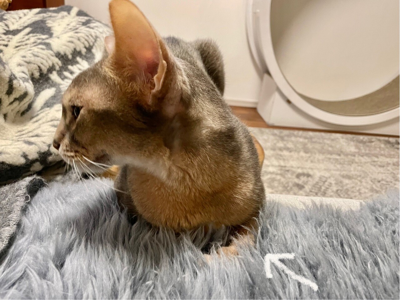 お手手ないない できた おうちごはんとおかしとねこ Powered By ライブドアブログ