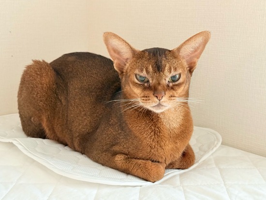 FullSizeRender