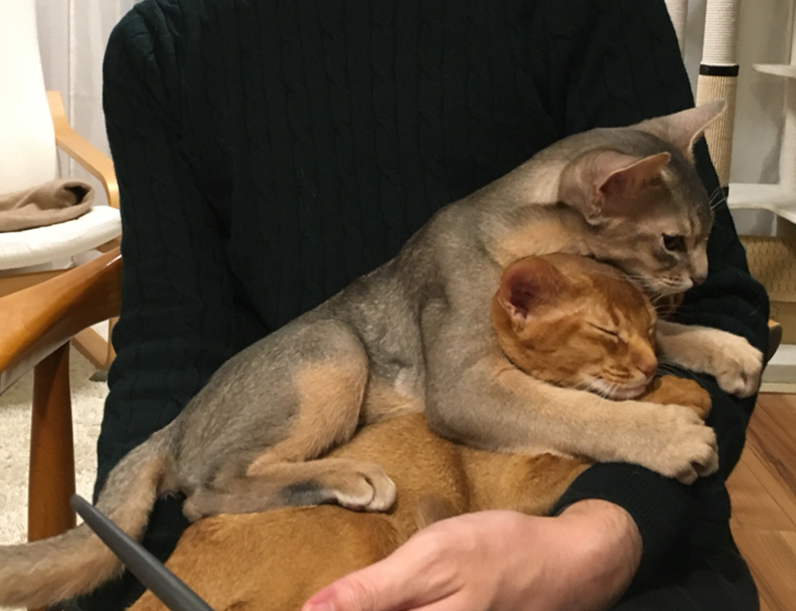 2匹同時お膝にデレデレ : おうちごはんとおかしとねこ Powered by
