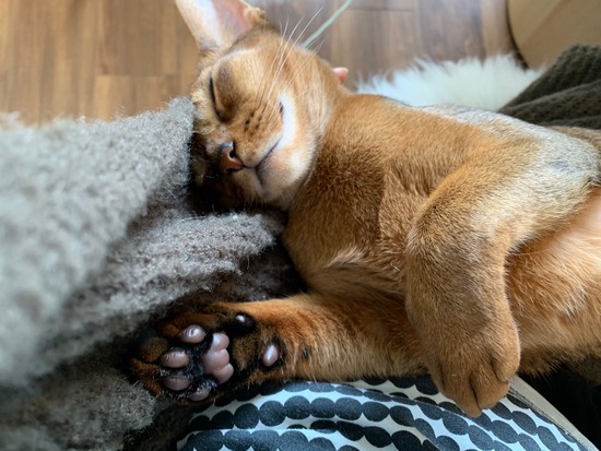 膝の上で伸びるねこ