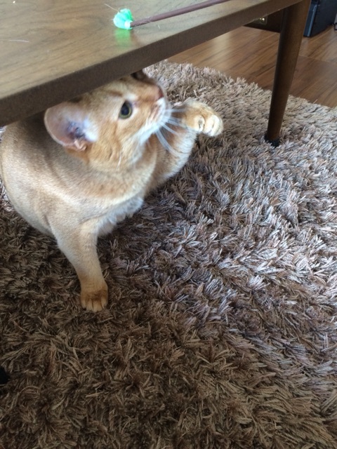 {8CDC4EBB-A733-4A57-B938-CF77A4B33001:01}