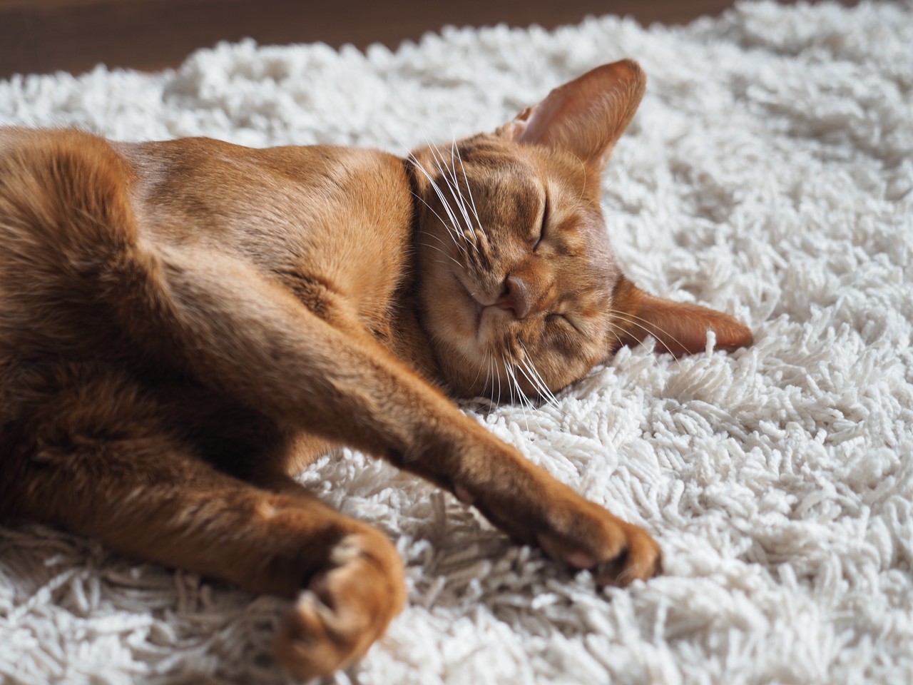 ひめちゃんは 床に転がって寝がち 腕枕で寝て欲しい おうちごはんとおかしとねこ Powered By ライブドアブログ