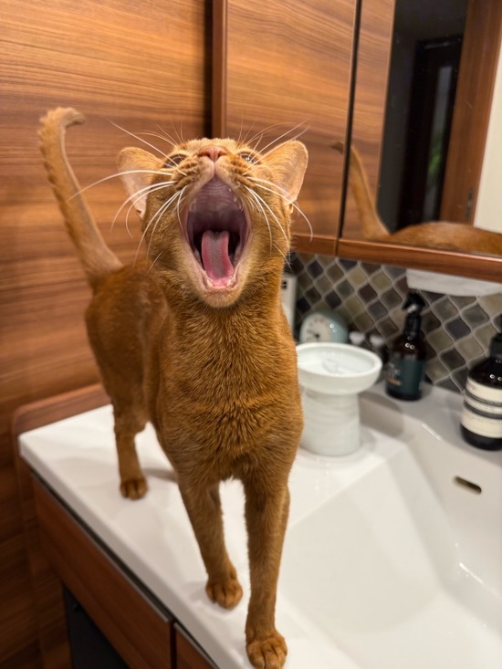 IMG_1153