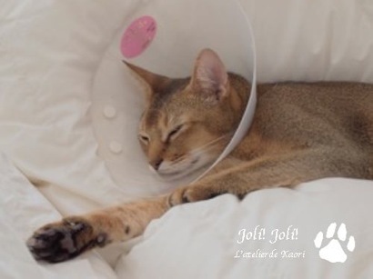 joli!joli!のおうちごはんとおかしとねこ♪